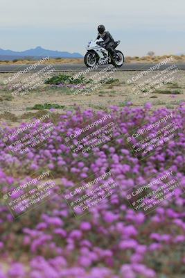 media/Jan-14-2023-SoCal Trackdays (Sat) [[497694156f]]/Turn 14 Exit Bloomig (145pm)/